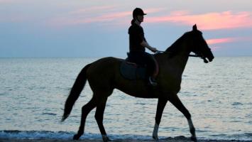 Konie na plaży