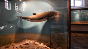 Hel, muzeum rybołówstwa - morświn