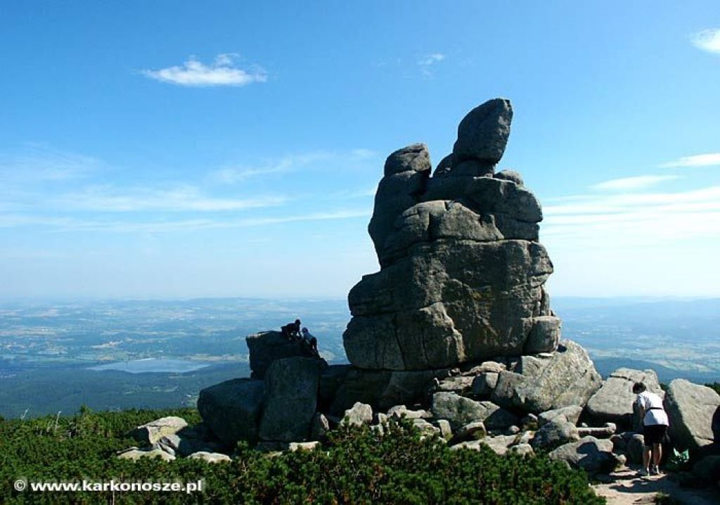Słonecznik