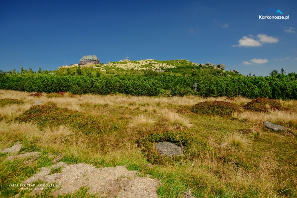 Szrenica